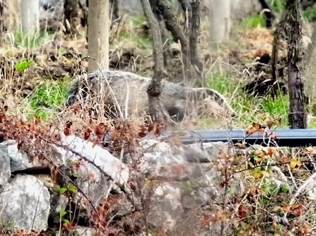 Tasso  - Tiziana Ciaghi