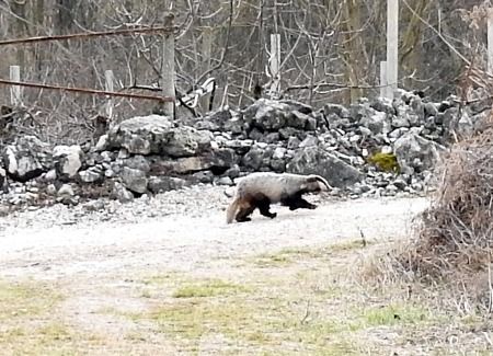 Tasso  - Tiziana Ciaghi