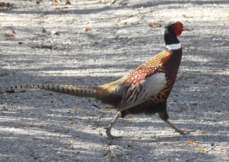 Fagiano comune  - Tiziana Ciaghi