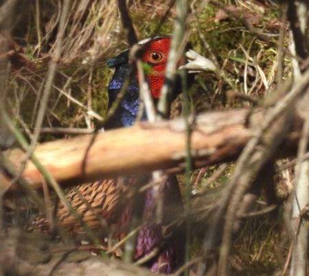 Fagiano comune  - Tiziana Ciaghi