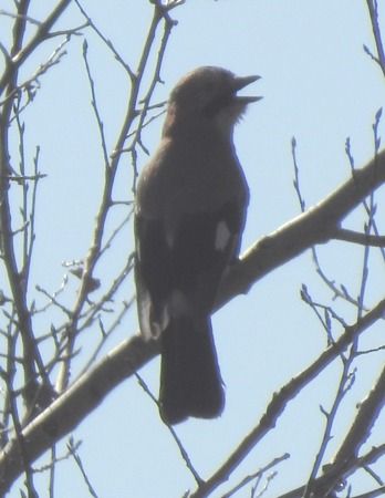 Ghiandaia  - Tiziana Ciaghi