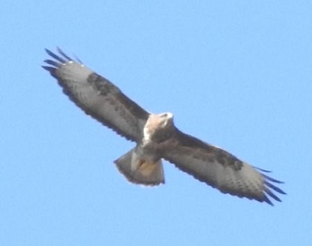 Poiana  - Tiziana Ciaghi