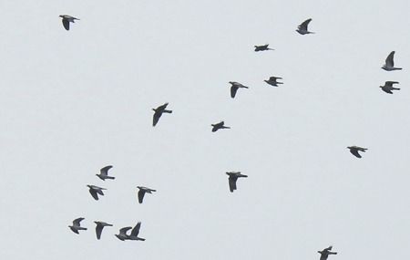 Colombaccio  - Tiziana Ciaghi