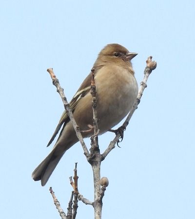 Fringuello  - Tiziana Ciaghi