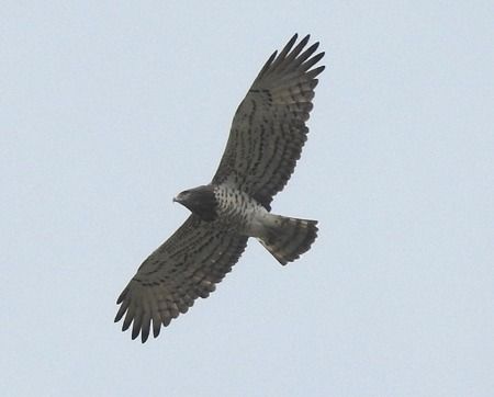 Biancone  - Tiziana Ciaghi