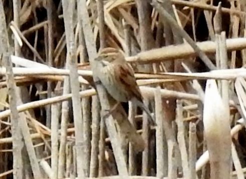 Migliarino di palude  - Tiziana Ciaghi