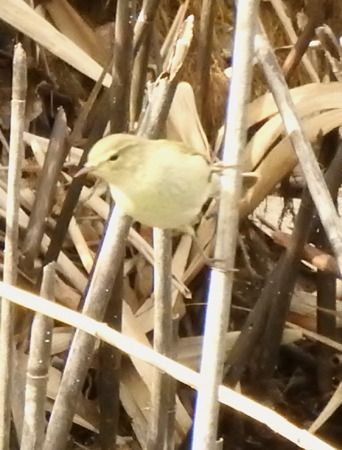 Luì piccolo  - Tiziana Ciaghi