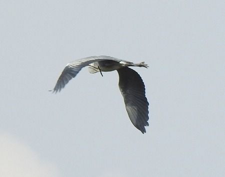 Airone cenerino  - Tiziana Ciaghi