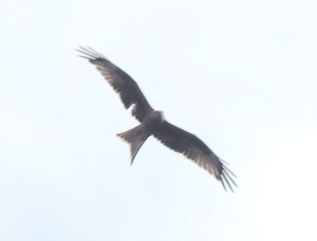 Nibbio reale  - Tiziana Ciaghi