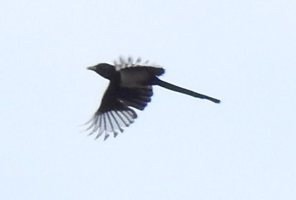 Gazza  - Tiziana Ciaghi