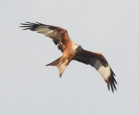 Rotmilan  - Tiziana Ciaghi