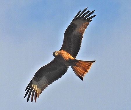 Nibbio reale  - Tiziana Ciaghi