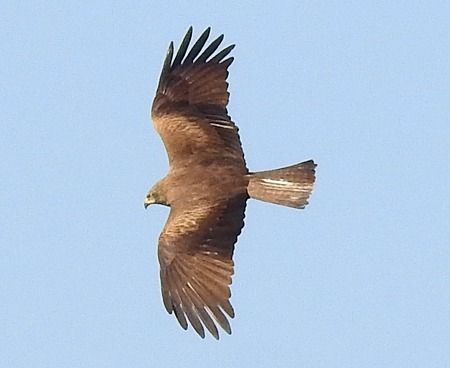 Nibbio bruno  - Tiziana Ciaghi