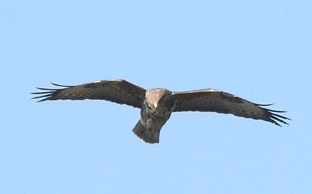 Poiana  - Tiziana Ciaghi