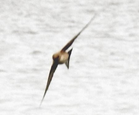 Hirondelle de rochers  - Tiziana Ciaghi