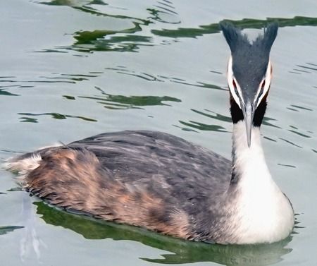 Svasso maggiore  - Tiziana Ciaghi