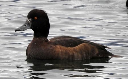 Moretta  - Tiziana Ciaghi