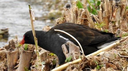 Gallinella d'acqua  - Tiziana Ciaghi