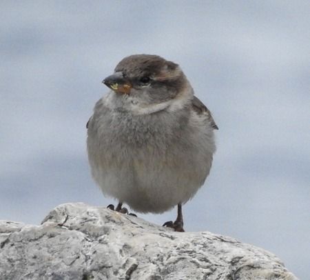 Passera d'Italia  - Tiziana Ciaghi