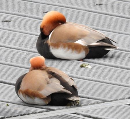 Fistione turco  - Tiziana Ciaghi