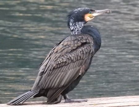 Cormorano  - Tiziana Ciaghi