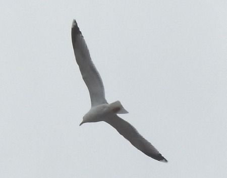 Gabbiano reale  - Tiziana Ciaghi