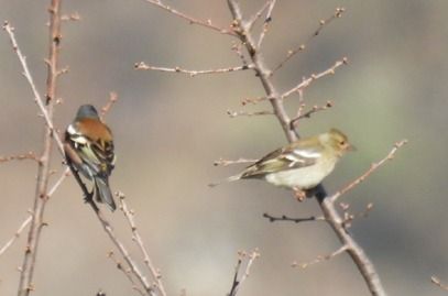 Fringuello  - Tiziana Ciaghi