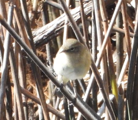 Luì piccolo  - Tiziana Ciaghi