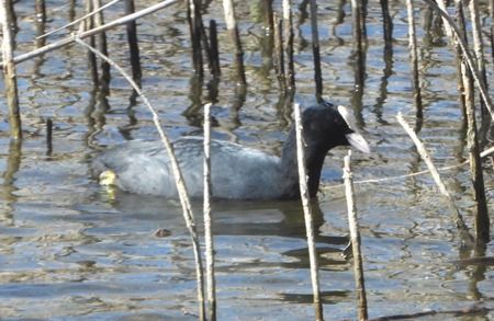 Folaga  - Tiziana Ciaghi