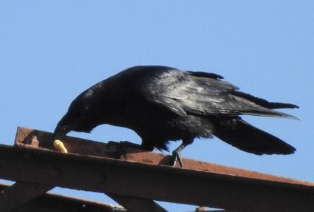 Corvo imperiale  - Tiziana Ciaghi