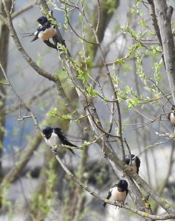 Rondine  - Tiziana Ciaghi