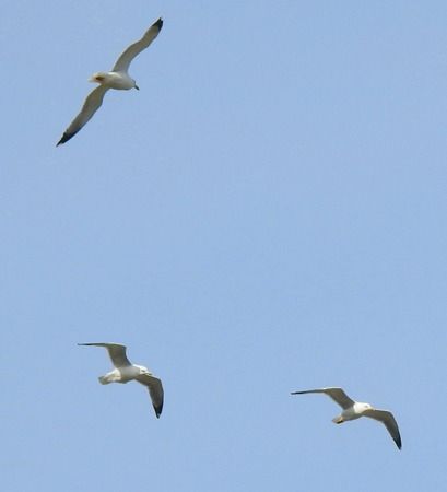 Gabbiano reale  - Tiziana Ciaghi