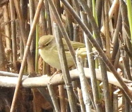 Luì piccolo  - Tiziana Ciaghi