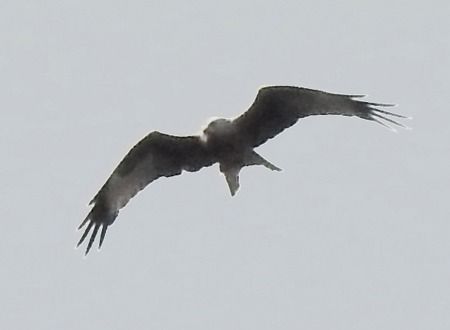 Nibbio reale  - Tiziana Ciaghi