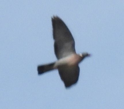 Colombaccio  - Tiziana Ciaghi