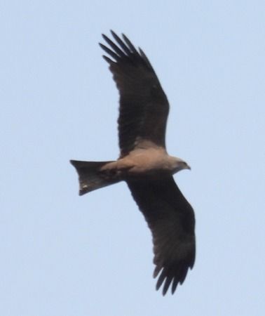 Nibbio bruno  - Tiziana Ciaghi