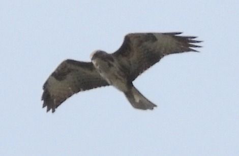 Poiana  - Tiziana Ciaghi