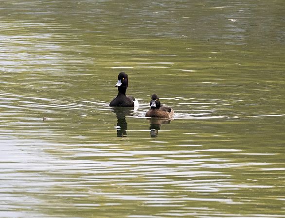 Moretta  - Roberto Brembilla