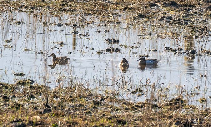 Marzaiola  - Roberto Brembilla