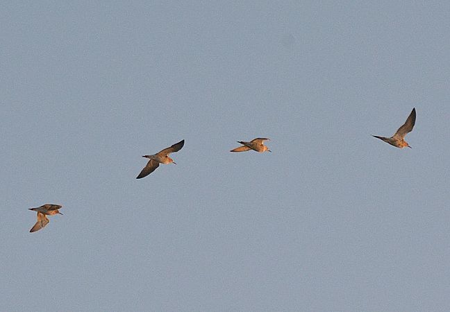 Combattente  - Simona Corbellini