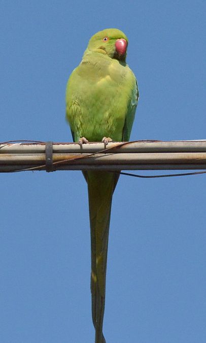 Parrocchetto dal collare  - Simona Corbellini