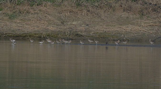 Chiurlo maggiore  - Simona Corbellini