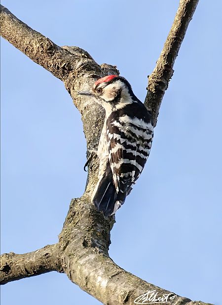 Picchio rosso minore  - Alberto Calcaterra