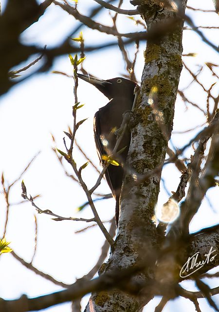 Picchio nero  - Alberto Calcaterra