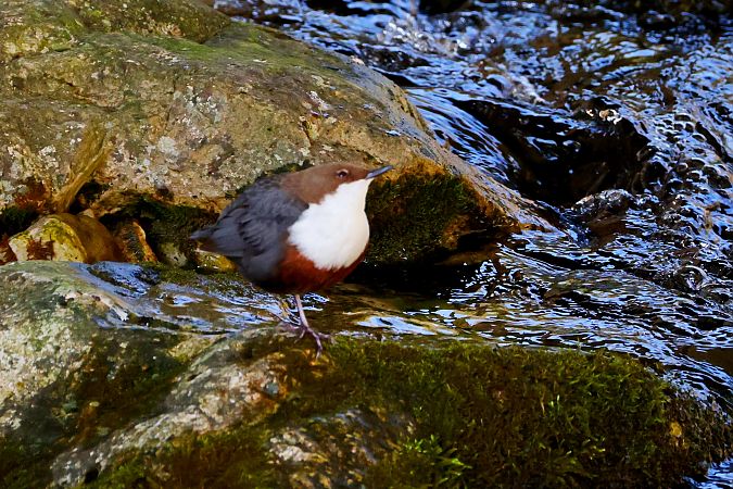 Merlo acquaiolo  - Giancarlo Silveri