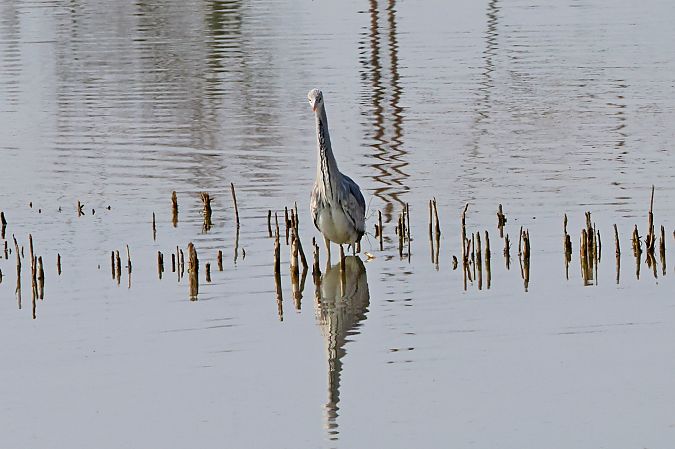 Airone cenerino  - Giancarlo Silveri