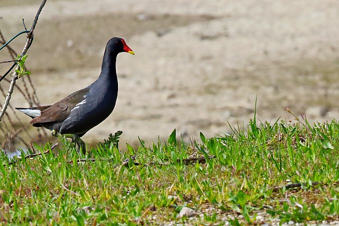 Gallinella d'acqua  - Giancarlo Silveri