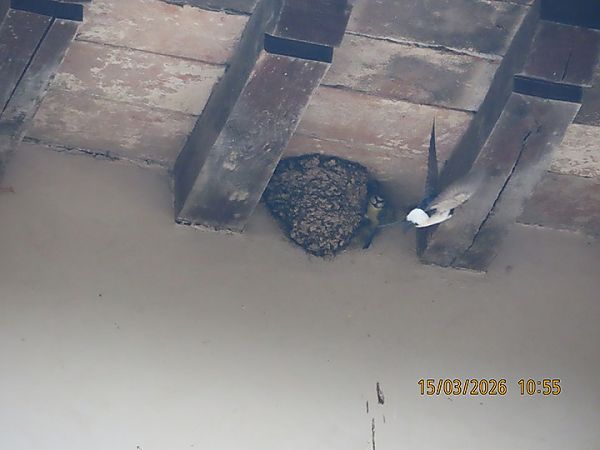 Balestruccio  - Laura Falcinelli