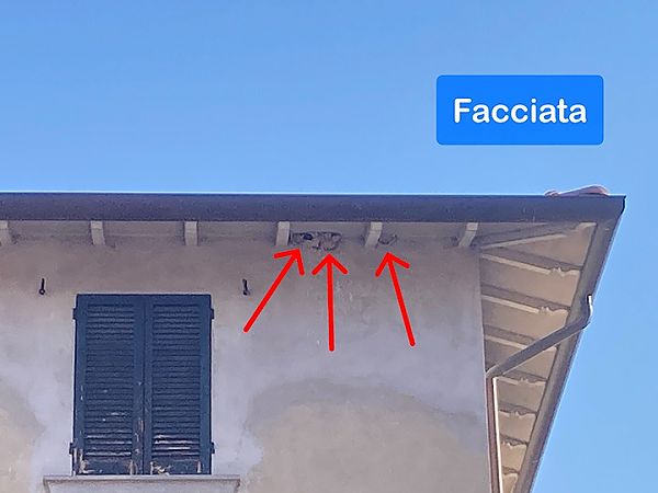 Balestruccio  - Laura Falcinelli