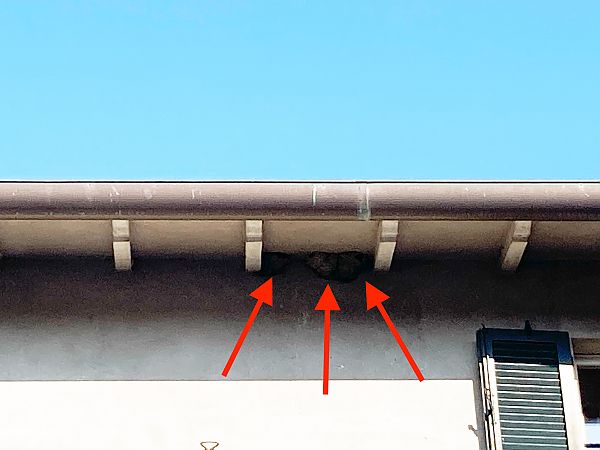 Balestruccio  - Laura Falcinelli